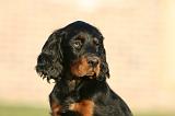 SETTER GORDON 023